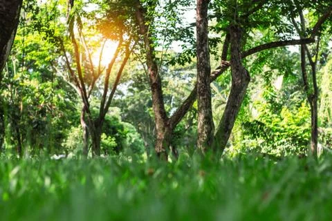 Tree with sunlight in park. Stock Photos