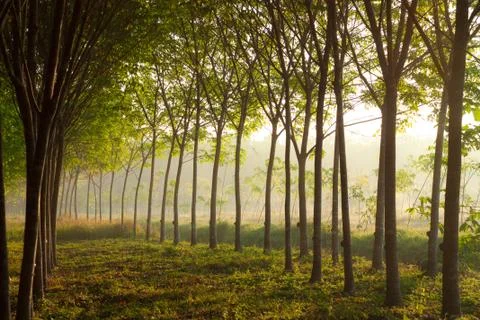 Tree with sunlight Stock-Fotos