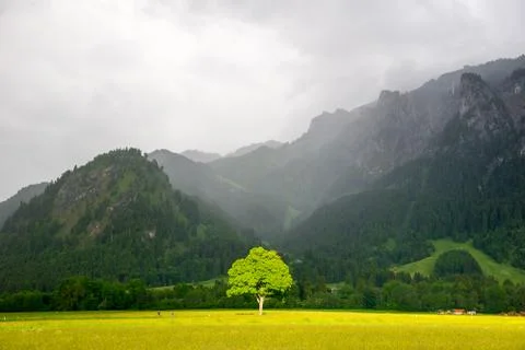The tree in the sunlight. Foto stock