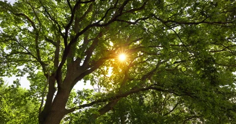 Tree with Sunlight Punching Through Leaves [8K] Stock Footage 204800650
