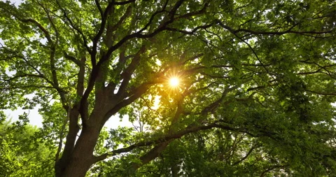 Tree with Sunlight Punching Through Leaves [Shot in 8K] Stock Footage 204807204