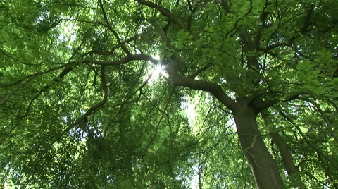 Tree sunlight rays shimmer 스톡 동영상 5742396