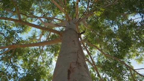 Tree with sunlight shining through the tree with the rays and the wind blowing Stock Footage 135363241