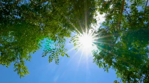 Tree with sunlight shining through the tree with rays and blue sky Stock Footage 135363256