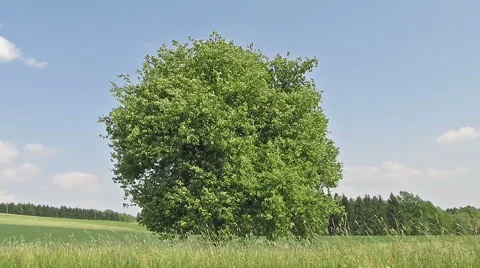 Tree on Sunny Day Stock-Footage 5261639