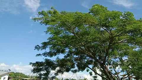 Tree in the sunny day Stock Footage 245058307