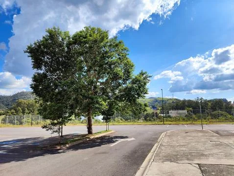 Tree on a sunny day Stock Photos