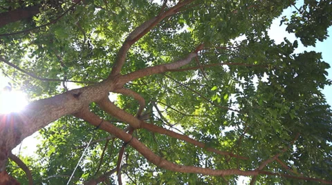 Tree with sunny light 스톡 동영상 33658470