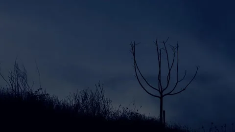 Tree at Sunrise Stock Footage 143995595