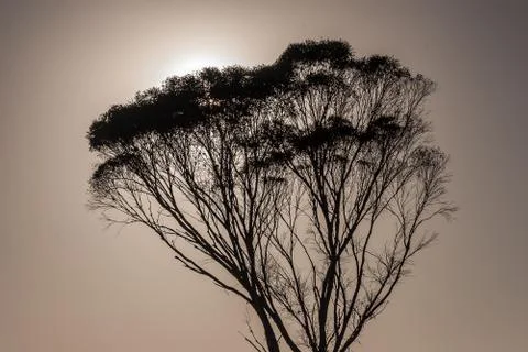 Tree at sunrise Foto stock