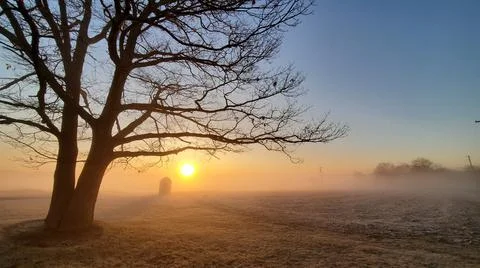 A Tree in Sunrise 写真素材