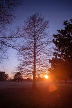 Tree at Sunset 02 Stockfoto's