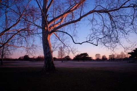 Tree at Sunset 03 Stockfoto's
