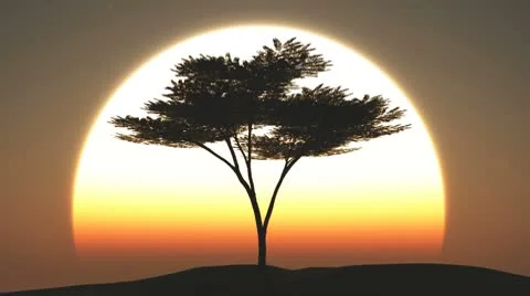 Tree at sunset - acadia Stock-Footage 8969834