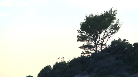 Tree in sunset against the light 스톡 동영상 84315955