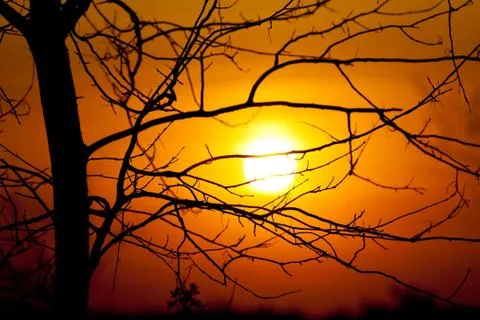 Tree on sunset background Stock Photos