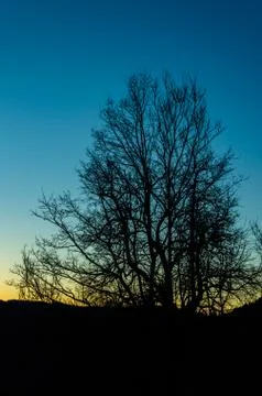 Tree with sunset in the background Stock Photos