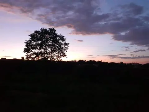 A tree with a sunset in the background Foto stock