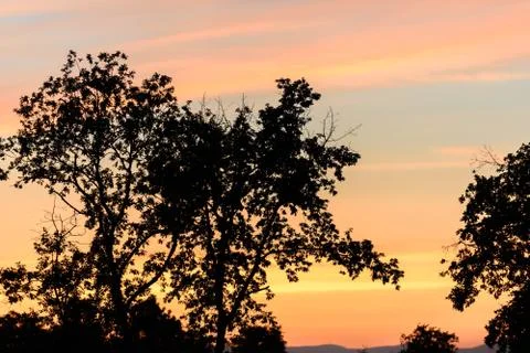 A tree with a sunset in the background Stock Photos