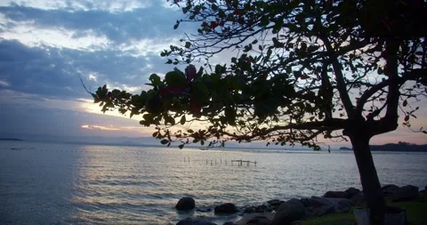 Tree at the sunset on the beach Stock Footage 246886462