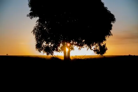 Tree sunset black Stock Photos
