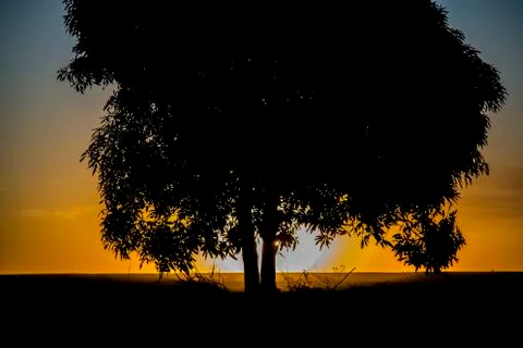 Tree sunset black Foto stock