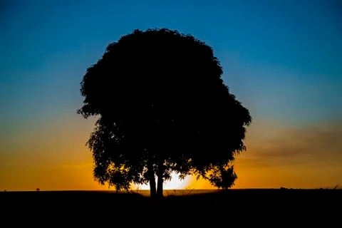 Tree sunset black Foto stock