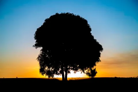 Tree sunset black Stock Photos
