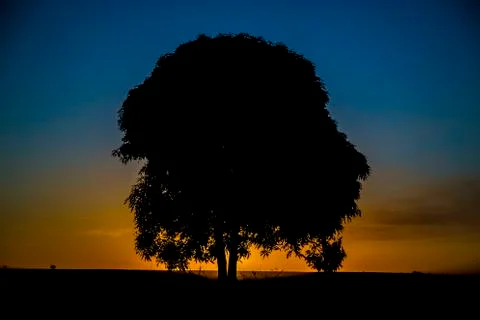 Tree sunset black Stock Photos