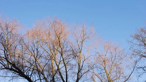 Tree at sunset blue sky orange branches 스톡 동영상 127254748