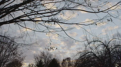 Tree Sunset Dolly Shot Stock Footage 25135328