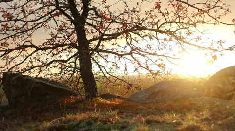 Tree sunset Stock Footage 820881