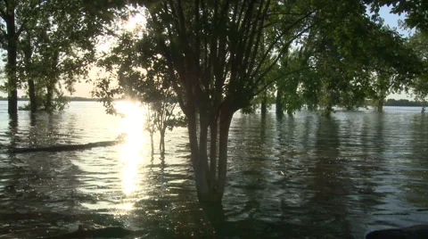 Tree at sunset Stock-Footage 4957296