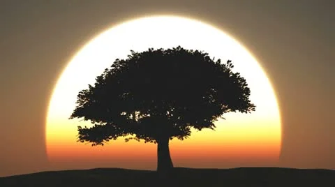 Tree at sunset Stock Footage 8969827