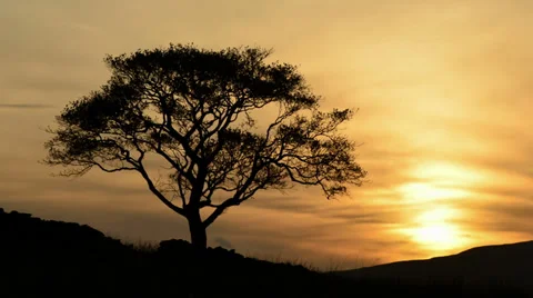 Tree sunset Video stock 32401631