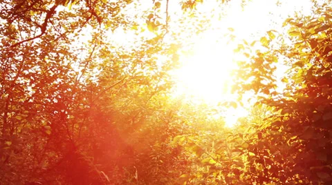 Tree at sunset Stock Footage 39587846