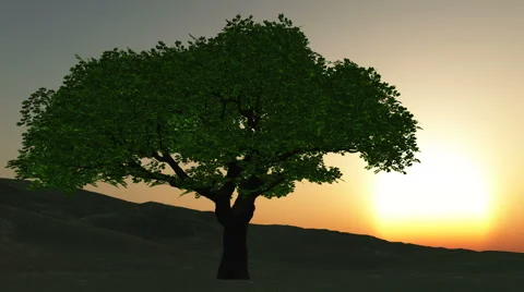 Tree at sunset Stock-Footage 44580016