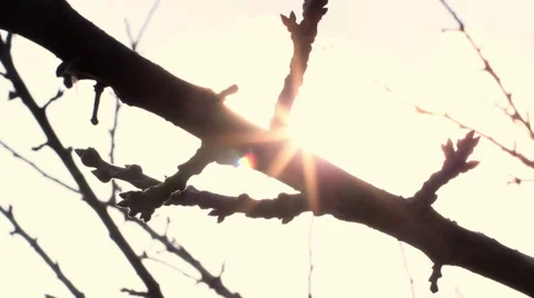 Tree At Sunset Stock Footage 57462668