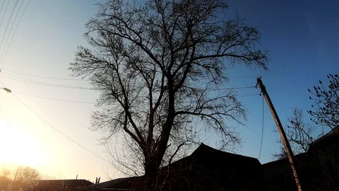 Tree at sunset. Video stock 126791682