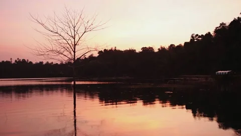 Tree at sunset in the lake 스톡 동영상 238767966