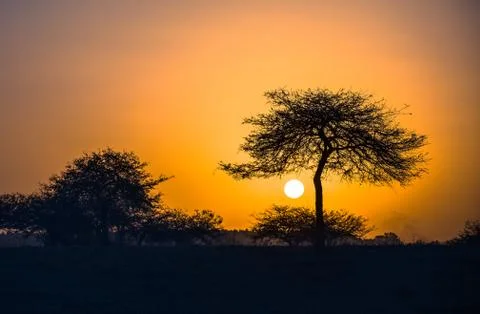 Tree at sunset light Stock Photos