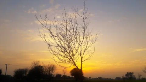 Tree at sunset. Natural Sunset Sunrise Over Field Or Meadow. Stock Photos