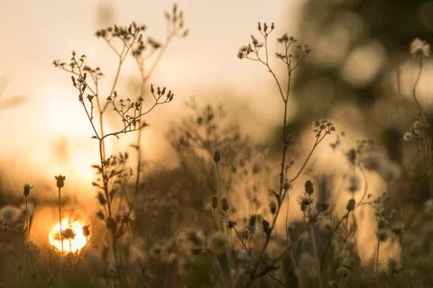 Tree sunset in nature Stock Photos