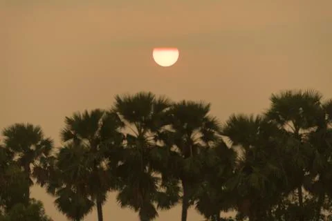 Tree sunset in nature Foto stock