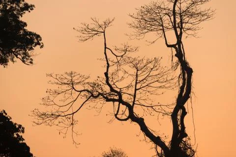 Tree sunset in nature Stock Photos
