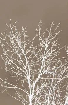 Tree at sunset at night Stock Photos