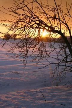 Tree in sunset Stock Photos