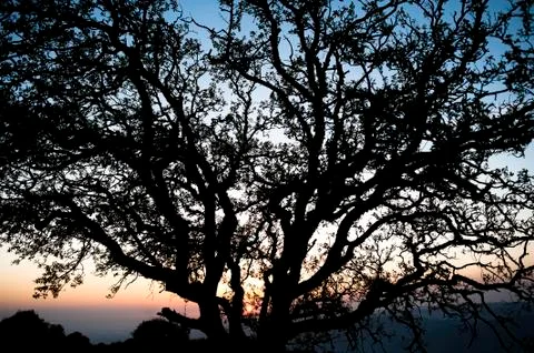 Tree at sunset Stock Photos