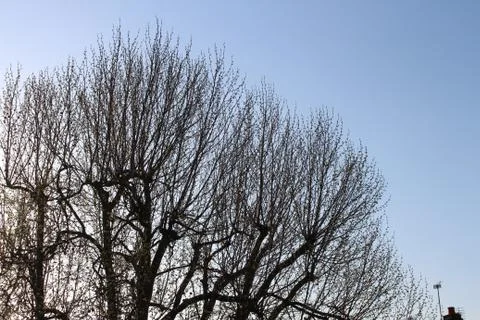 Tree in Sunset Stock Photos