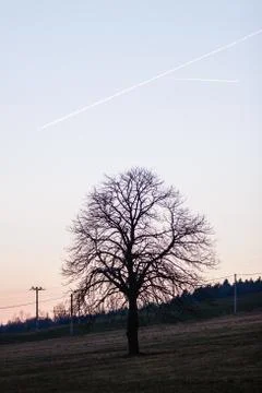 Tree in sunset Stock Photos